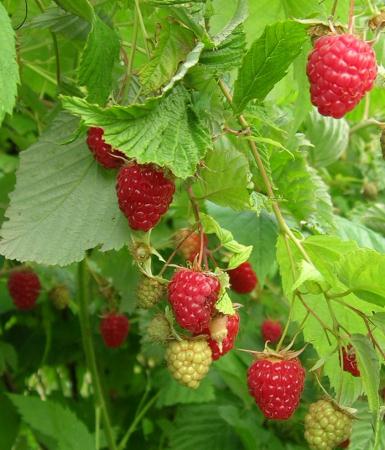  Sirop - Agricoltura Biologica L'Ostal 