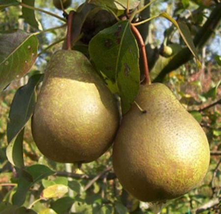  Fruits au sirop - Agricoltura Biologica L'Ostal 